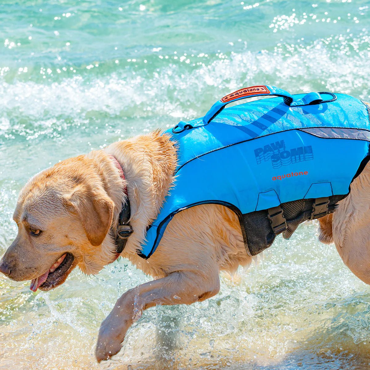 Aquatone - Aquatone Pawsome Dog Buoyancy Aid - The Kitesurf Centre