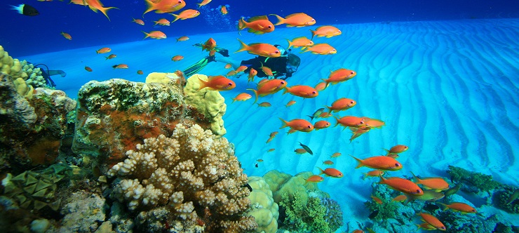 Coral Reef and Scuba Diver Coral Reef and Scuba Diver